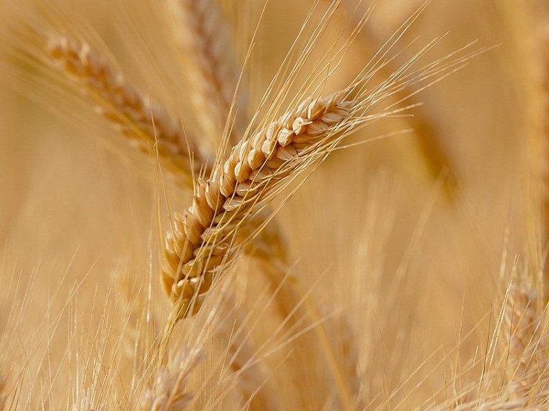 Whats Up With Wheat & Gluten?